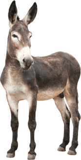 ane  image  transparent  png pour illustration ecole montessori