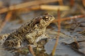 Erdkröte im Wasser, Herbert Henderkes - LBV Bildarchiv