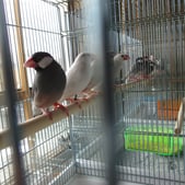 ケージへ隔離後の文鳥達