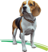 Chien détecteur de punaises de lit