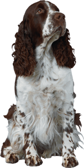 Image animaux detourée transparent sur fond blanc chien cocker anglais png