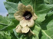 Hyoscyamus niger  (photo Bernard Heitz)