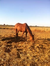 Cometa auf der Weide