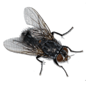 mouche  image  transparent insectes png pour illustration ecole montessori