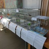 とり村での里親会