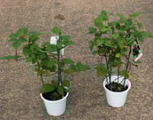 宮子花園は丈夫で育てやすいブラックベリーの苗を販売しています。