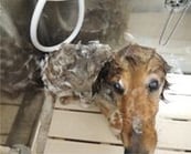 東村山のペットサロンココッチのバブルバス