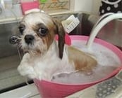 東村山のペットサロンココッチのバブルバス