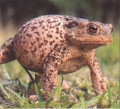 Erdkröte bei Gefahr