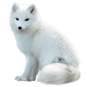 Image animaux detourée transparent sur fond blanc renard arctic fox isatis png