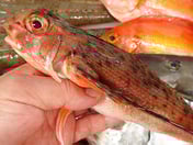 セミホウボウのにぎり寿司　煮付　フライ