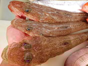 イネゴチのにぎり寿司　刺身　天ぷら　煮付