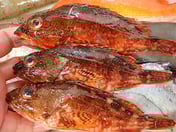 カサゴのにぎり寿司　刺身　塩焼　煮付け