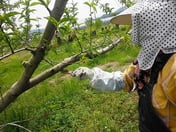 1本1本、手作業です