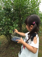 お子さんだって300ｇぐらい摘めちゃいます！