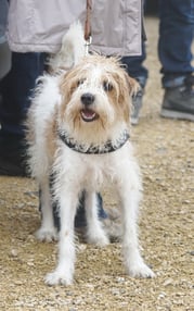 Hundkatzemaus VOX Kromfohrländer Sendung