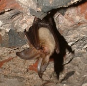 Braunes Langohr Foto: Holger Körber 