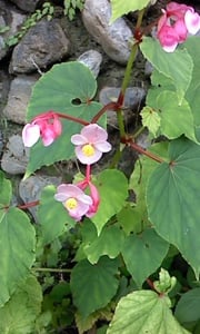 秋海棠（シュウカイドウ）