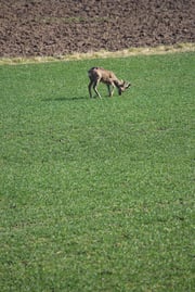 dom Leśna - widok z okna