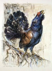 Bilderbörse; Grafik Auerhahn 