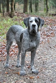 Keya 2-jährige Mischlingshündin