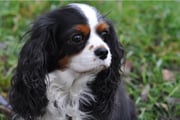 Tessa, 7-jährige Cav. King Charles Hündin