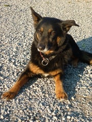 Beno,9-jähriger Mischlingsrüde