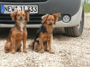 Wer ist die richtige Püppi?