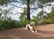 (klik op foto voor volwassen-album)