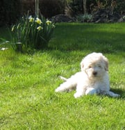 (klik op foto voor puppy-album)