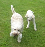 (klik op foto voor puber-album)