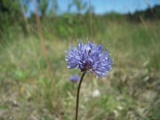 Kleinwüchsige Arten wie das Bersandglöckchen haben am Moorweg wieder eine Chance - Dank Bagger.