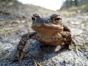 Fast immer in der zweiten Märzhälfte auf dem Weg zum Laichgewässer: Eine Erdkröte auf Wanderschaft.