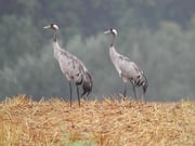 Derzeit auf Zwischenstop im Dosenmoor: Kraniche auf dem Weg nach Süden. Foto: Oscar Klose, NABU Eutin.