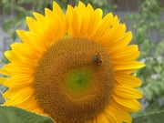 石巻市立飯野川第一小学校　2011.8.23