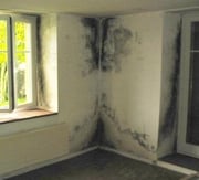 Exteremer Schimmelbefall Sanierung.