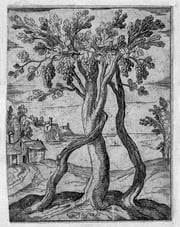 L'ormeau et la vigne, Gravure d'Antonio Tempesta/Vignes en hautain/Musée de la vigne et du vin/Château d'Aigle, Suisse