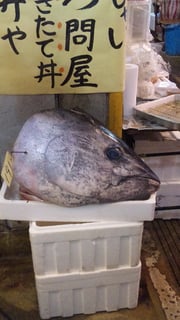 マグロのかしら