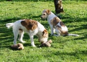 alle Spielsachen hat er ihr kredenzt... er ist abgeblitzt...