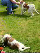 Nein, Wurzel spielt nicht  mit. Sie findet die Spielaufforderung schon unverschämt...