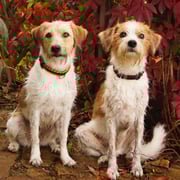 Foto @ Moni Gerrits,  September 2014