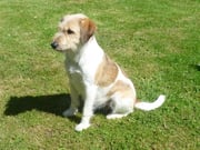 Wurzel, in der 7. Woche trächtig