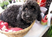 とってもおとなしい子です