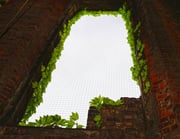 Ulf Seyfert - "Unkraut"