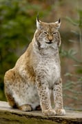 sitzender Luchs Foto: Leo Wyden