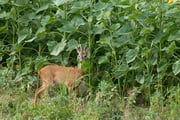 Rehbock (Spiesser) vor dem Sonnenblumenfeld Foto: Leo Wyden