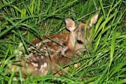 Rehkitz ein paar Tage alt Foto: Leo Wyden