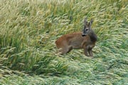 Jährling im Getreidefeld Foto: Leo Wyden