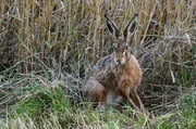Hase vor dem Kornfeld Foto: Leo Wyden