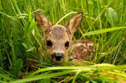 Rehkitz im Gras Foto: Leo Wyden